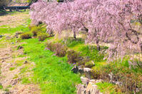 群馬県　せせらぎの路の枝垂桜 [KHI110015262]