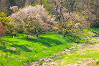 群馬県　せせらぎの路の枝垂桜 [KHI110015263]