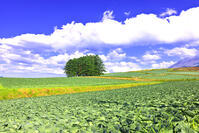 初夏の嬬恋村カラマツの丘　群馬県 [KHI110015622]