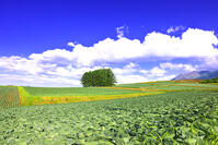 初夏の嬬恋村カラマツの丘　群馬県 [KHI110015623]