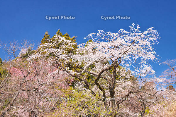 東京都　多摩森林科学園 [KHI110015140]