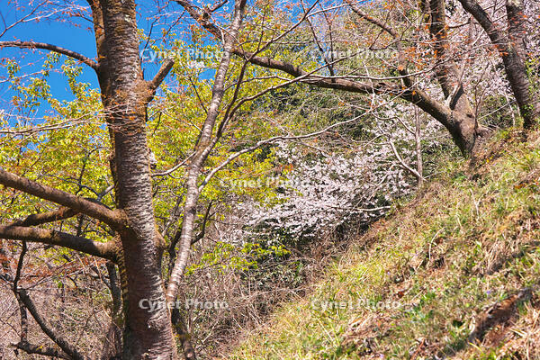 東京都　多摩森林科学園 [KHI110015141]