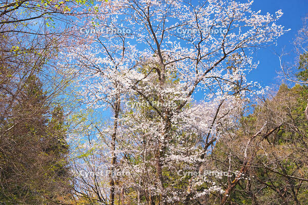 東京都　多摩森林科学園 [KHI110015142]