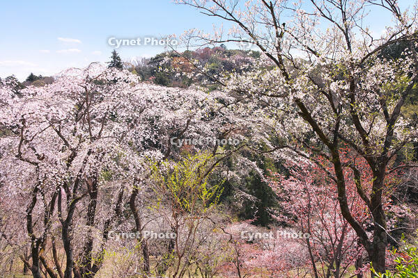東京都　多摩森林科学園 [KHI110015144]