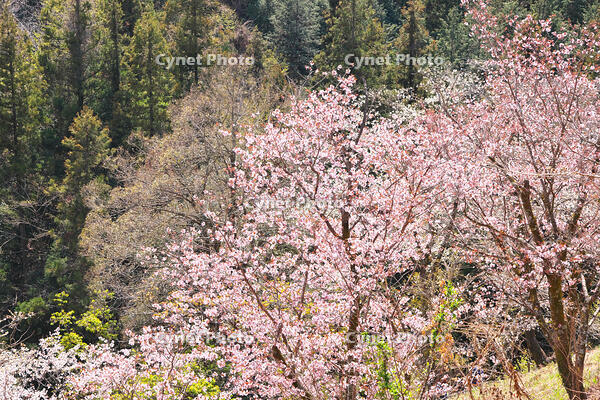 東京都　多摩森林科学園 [KHI110015146]