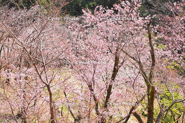 東京都　多摩森林科学園 [KHI110015147]