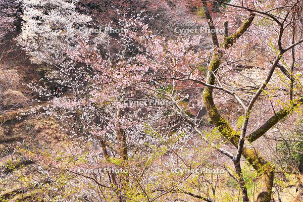 東京都　多摩森林科学園 [KHI110015148]