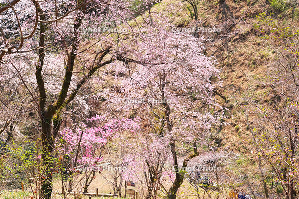東京都　多摩森林科学園 [KHI110015149]