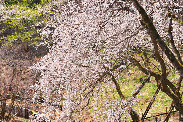 東京都　多摩森林科学園 [KHI110015151]