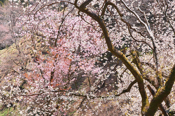 東京都　多摩森林科学園 [KHI110015152]