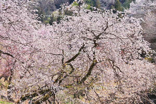 東京都　多摩森林科学園 [KHI110015153]