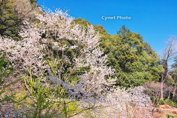 東京都　多摩森林科学園 [KHI110015154]