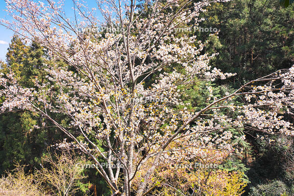 東京都　多摩森林科学園 [KHI110015155]
