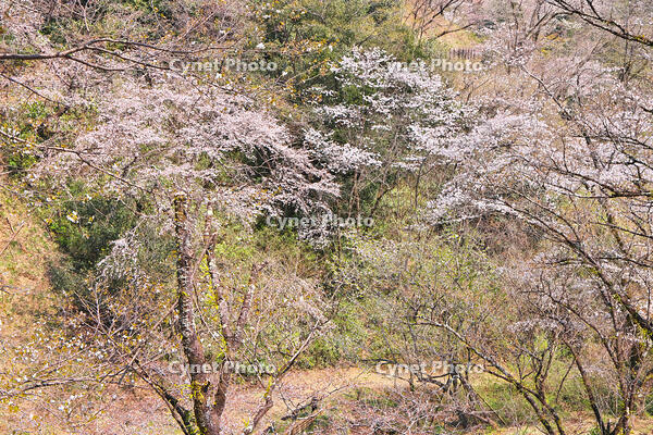 東京都　多摩森林科学園 [KHI110015156]