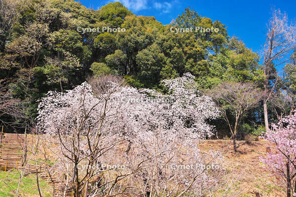東京都　多摩森林科学園 [KHI110015157]
