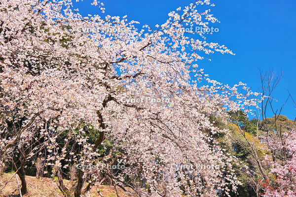 東京都　多摩森林科学園 [KHI110015158]
