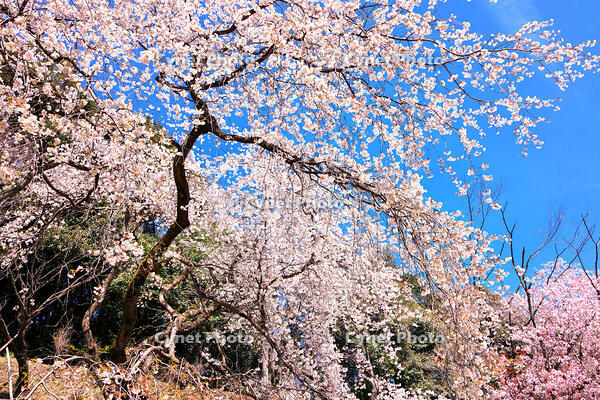 東京都　多摩森林科学園 [KHI110015160]