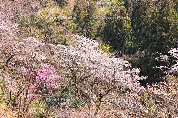 東京都　多摩森林科学園 [KHI110015162]