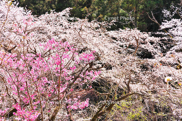東京都　多摩森林科学園 [KHI110015163]