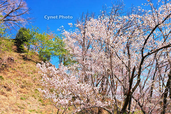 東京都　多摩森林科学園 [KHI110015166]