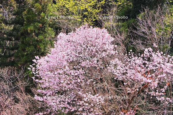 東京都　多摩森林科学園 [KHI110015169]