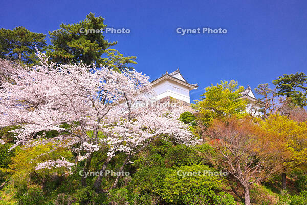 神奈川県　桜咲く春の小田原城の常盤木門 [KHI110015171]