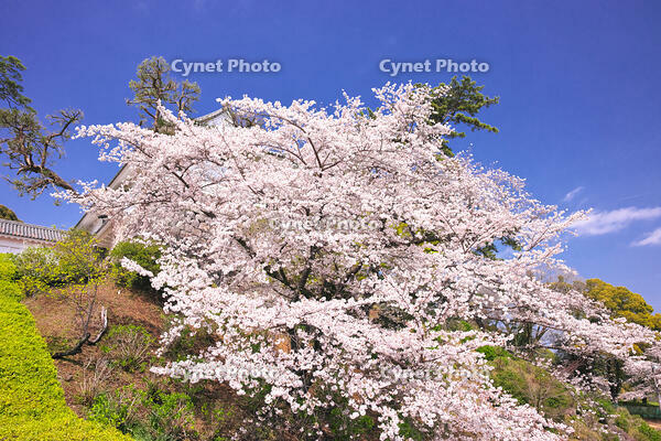 神奈川県　桜咲く春の小田原城の常盤木門 [KHI110015174]