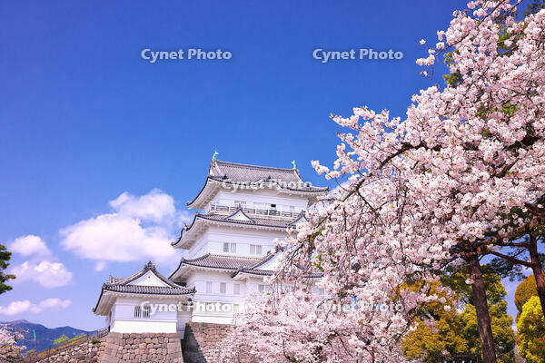 神奈川県　桜咲く春の小田原城　天守閣 [KHI110015175]