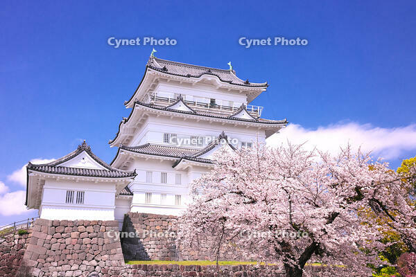 神奈川県　桜咲く春の小田原城　天守閣 [KHI110015176]