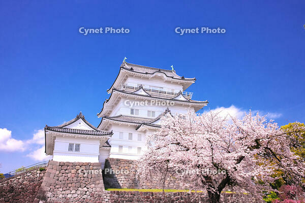 神奈川県　桜咲く春の小田原城　天守閣 [KHI110015177]