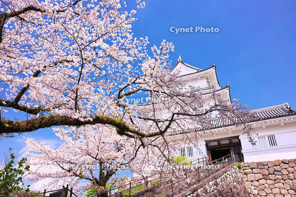 神奈川県　桜咲く春の小田原城　天守閣 [KHI110015178]