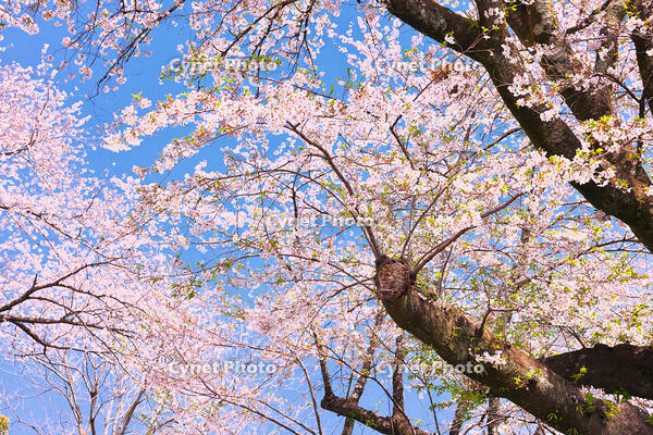 神奈川県　小田原城の桜 [KHI110015180]
