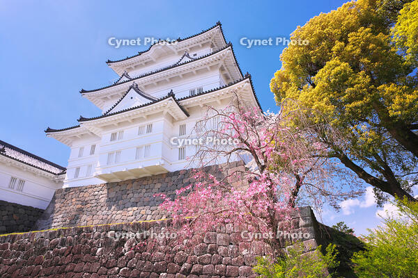 神奈川県　桜咲く春の小田原城　天守閣 [KHI110015181]