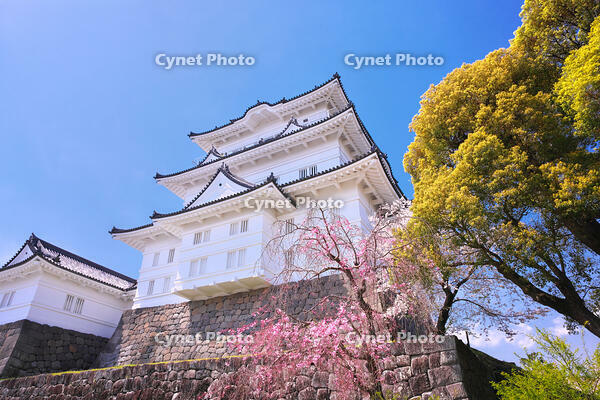神奈川県　桜咲く春の小田原城　天守閣 [KHI110015182]
