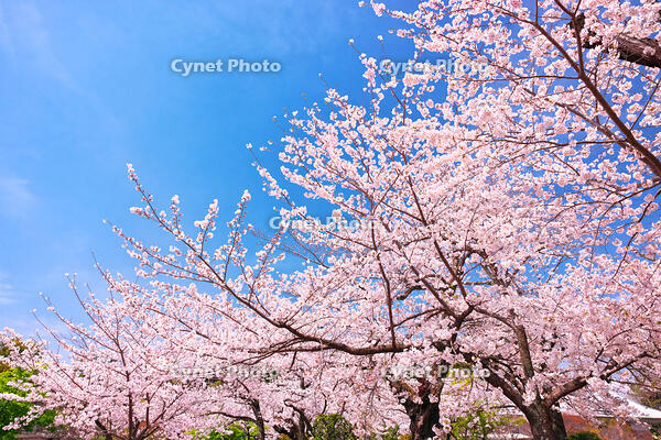 神奈川県　小田原城の桜 [KHI110015183]
