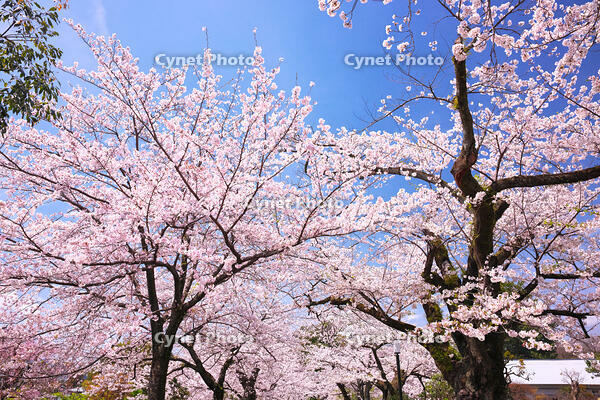 神奈川県　小田原城の桜 [KHI110015184]