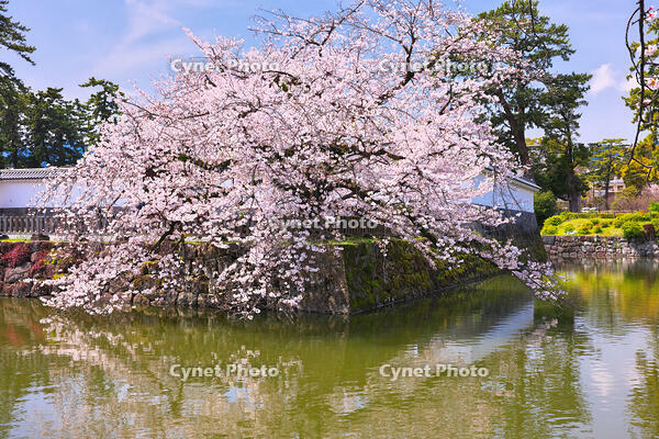 神奈川県　小田原城　馬出門の桜　 [KHI110015185]