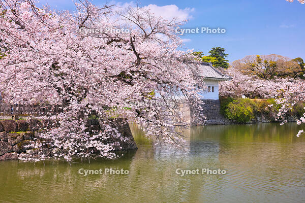 神奈川県　小田原城　馬出門からの隅櫓と桜　 [KHI110015186]