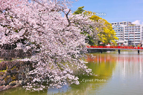 神奈川県　小田原城　学橋と桜 [KHI110015187]