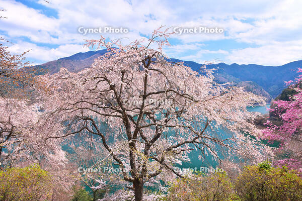桜咲く奥多摩湖の春 [KHI110015221]