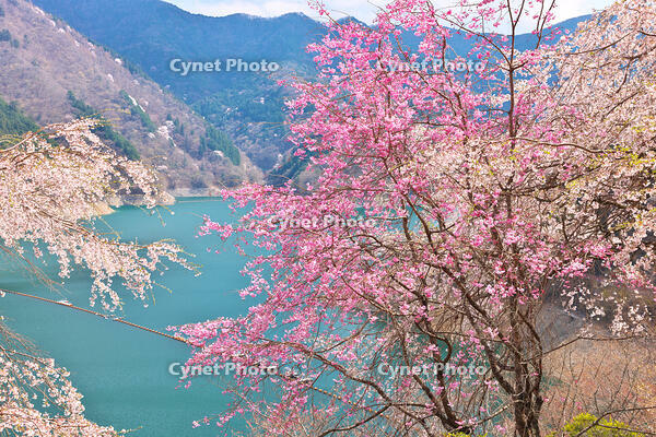 桜咲く奥多摩湖の春 [KHI110015222]