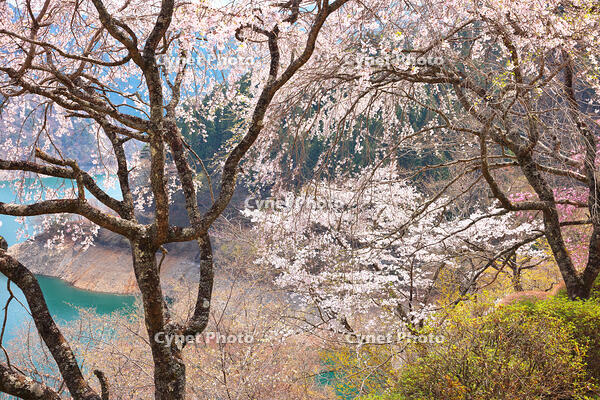 桜咲く奥多摩湖の春 [KHI110015223]