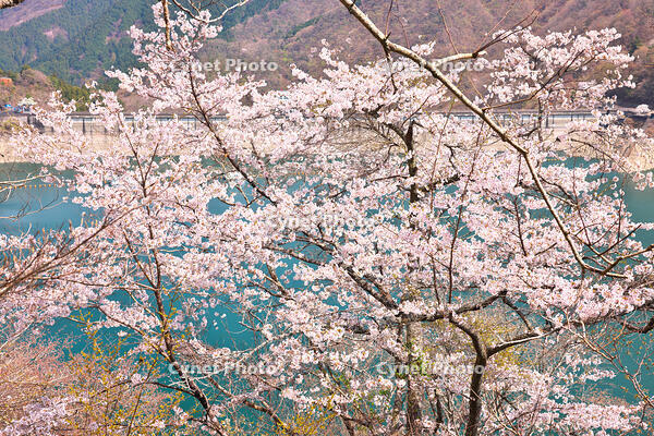 桜咲く奥多摩湖の春 [KHI110015224]