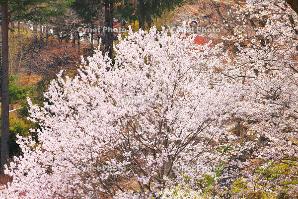 桜咲く奥多摩湖の春 [KHI110015225]