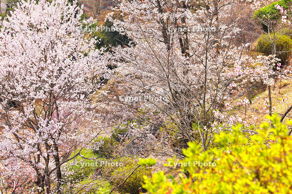 桜咲く奥多摩湖の春 [KHI110015226]