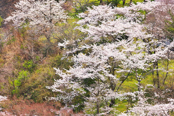 桜咲く奥多摩湖の春 [KHI110015227]