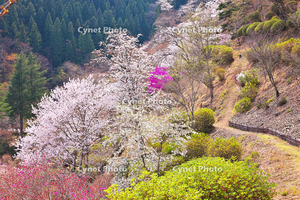 桜咲く奥多摩湖の春 [KHI110015229]