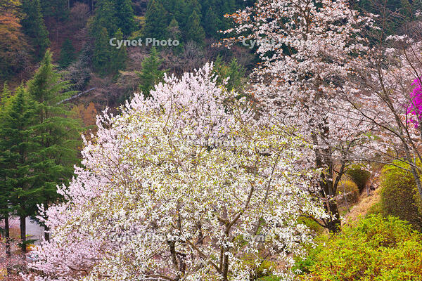 桜咲く奥多摩湖の春 [KHI110015230]
