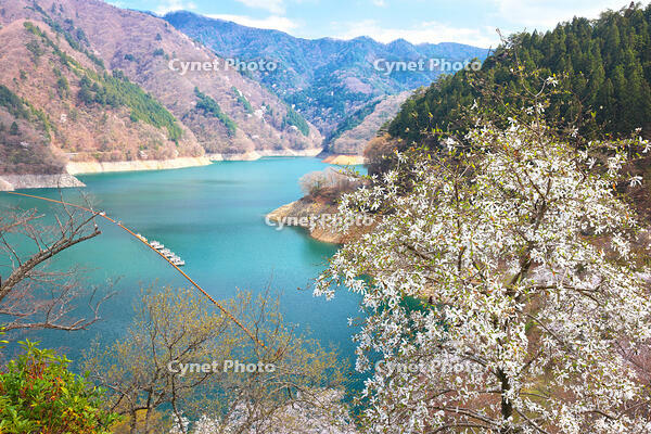 桜咲く奥多摩湖の春 [KHI110015232]