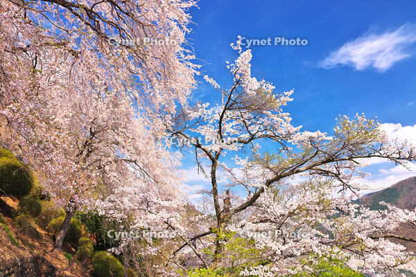 桜咲く奥多摩湖の春 [KHI110015233]